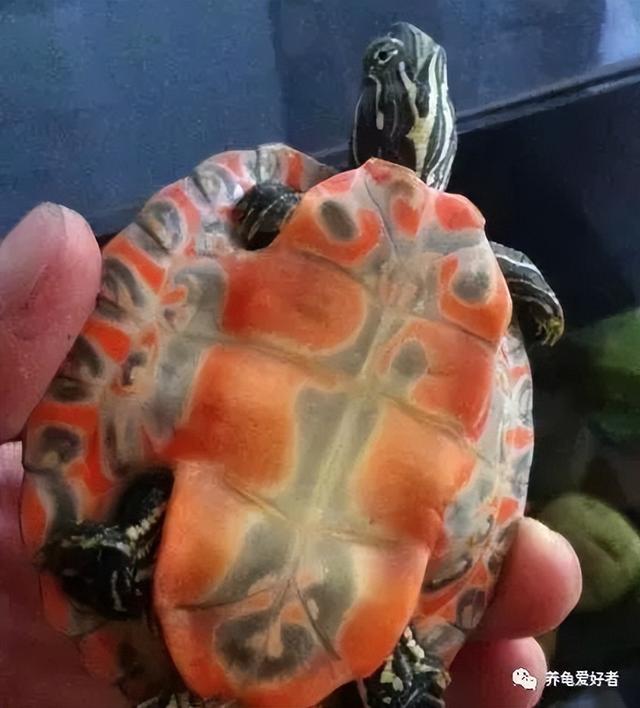 象鼻龟可以养吗（象鼻龟是保护动物吗）