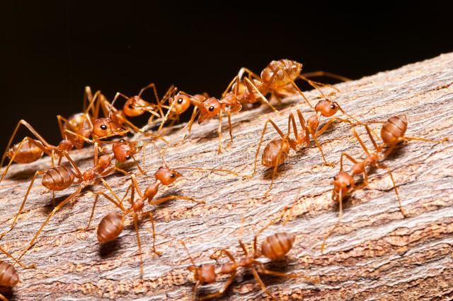 观察小蚂蚁的观察日记，小蚂蚁的特征和外貌
